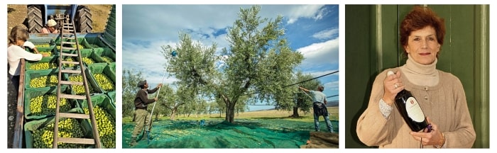 Paní Marina Colonna a její rodinná olivová farma